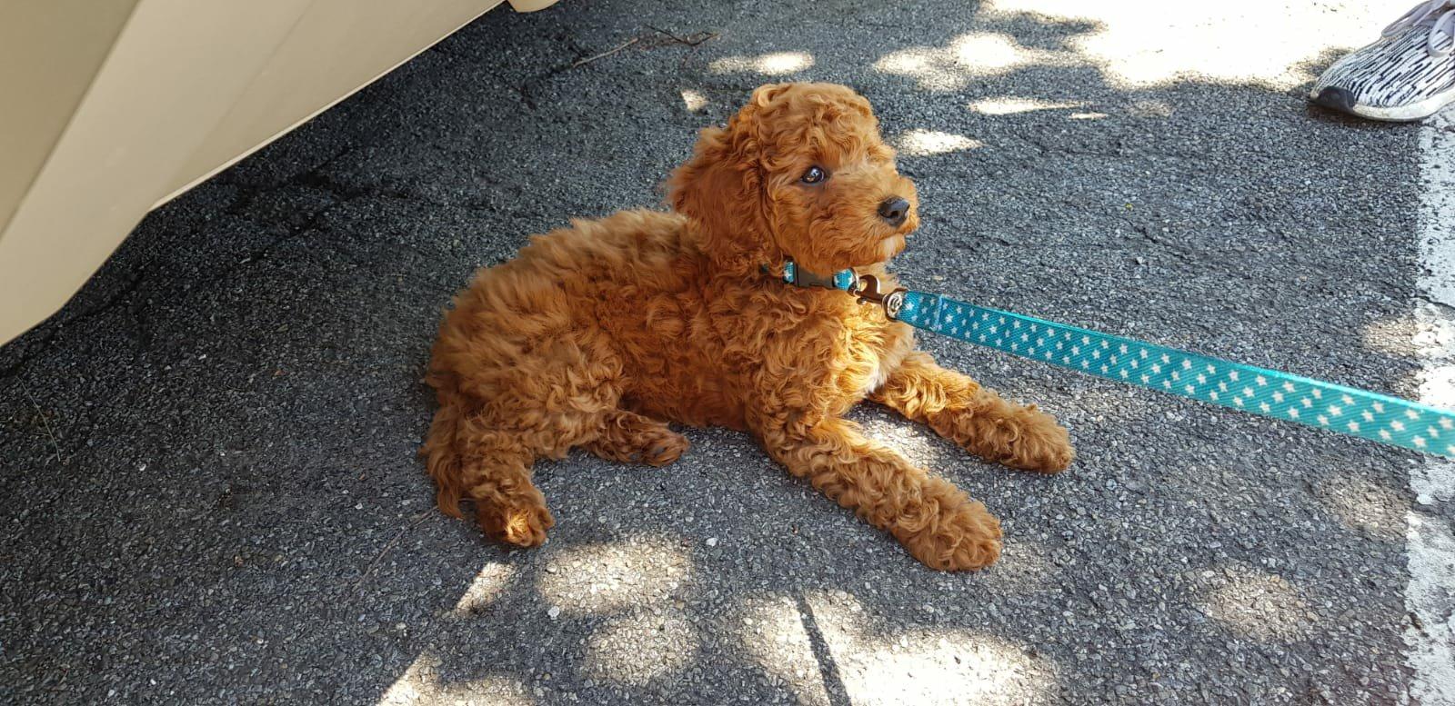 Hund geschnitten